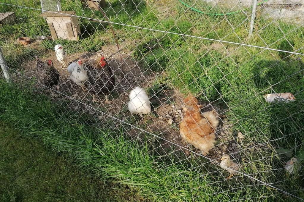 Ferien Im Paradies Brienzwiler المظهر الخارجي الصورة